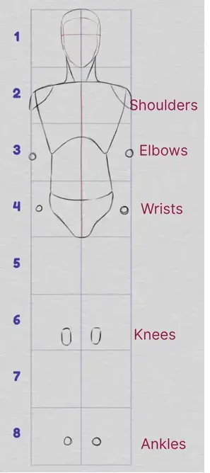 drawing of the proportions of the lower body