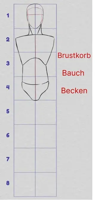 die Proportionen des Oberkörpers zeichnen