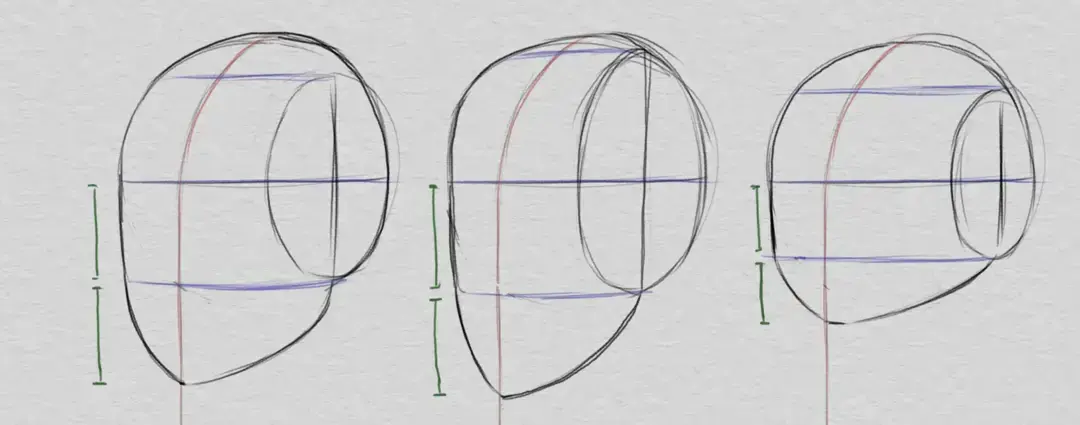 dessiner la mâchoire inférieure et les proportions du visage