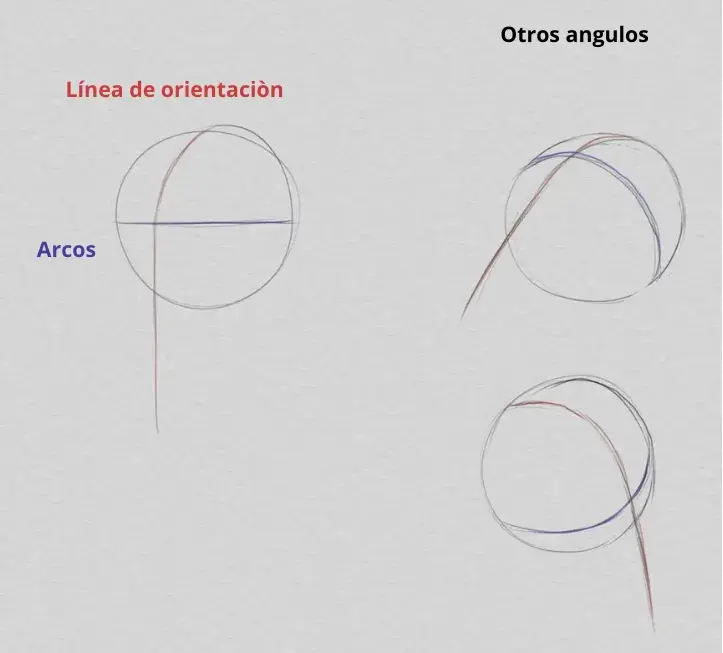 dibujar la cabeza y las proporciones de la cara