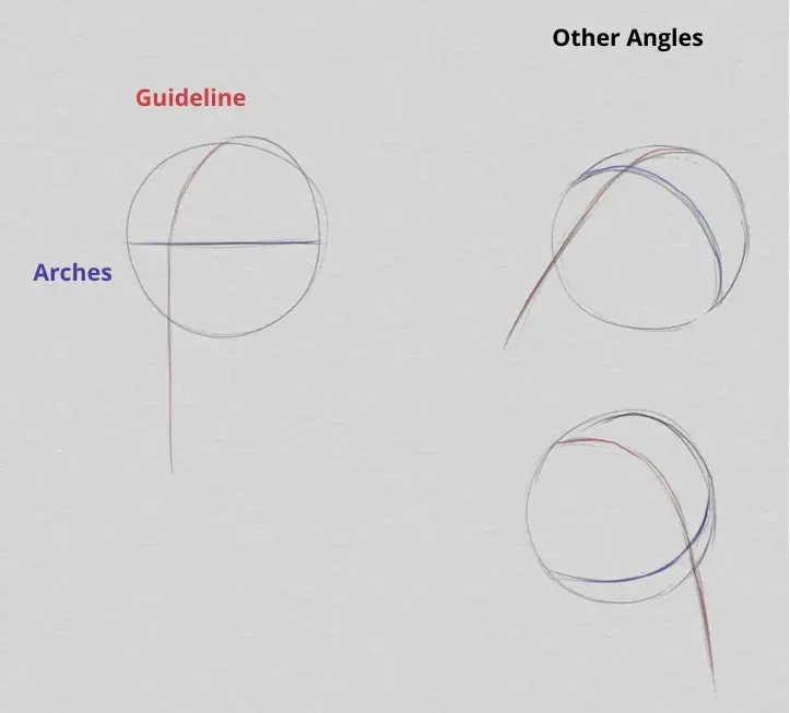 drawing the head and the proportions of the face