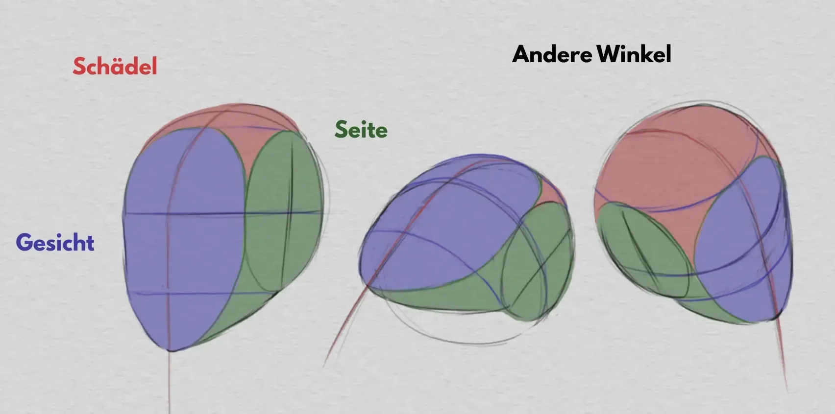 das Schädel und die Proportionen des Gesichts zeichnen