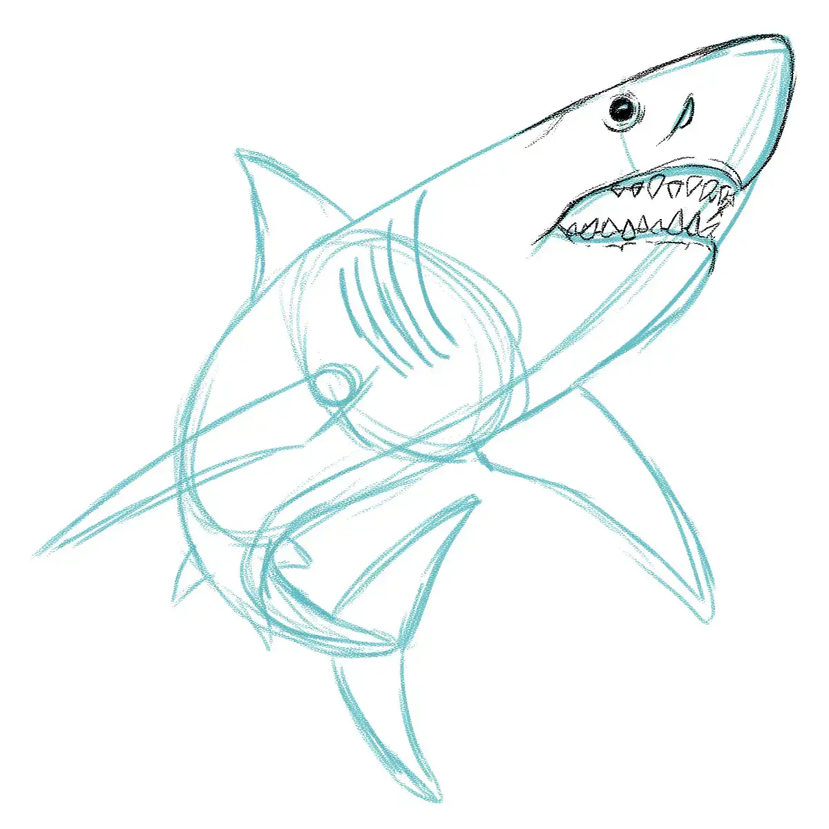 dessiner l’oeil d’un requin
