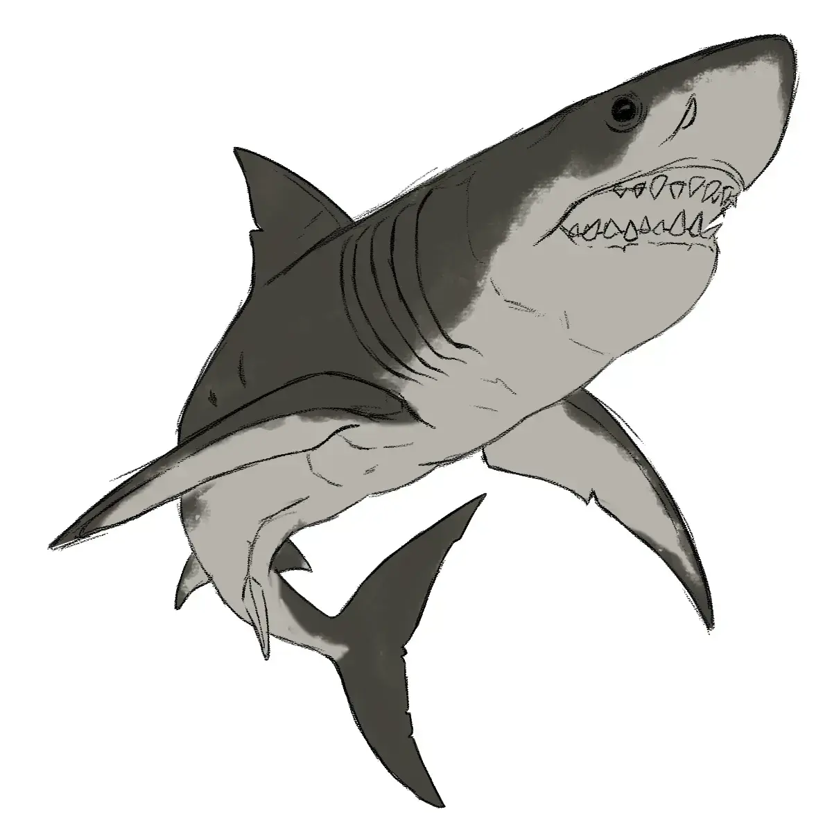 dessiner la texture du requin