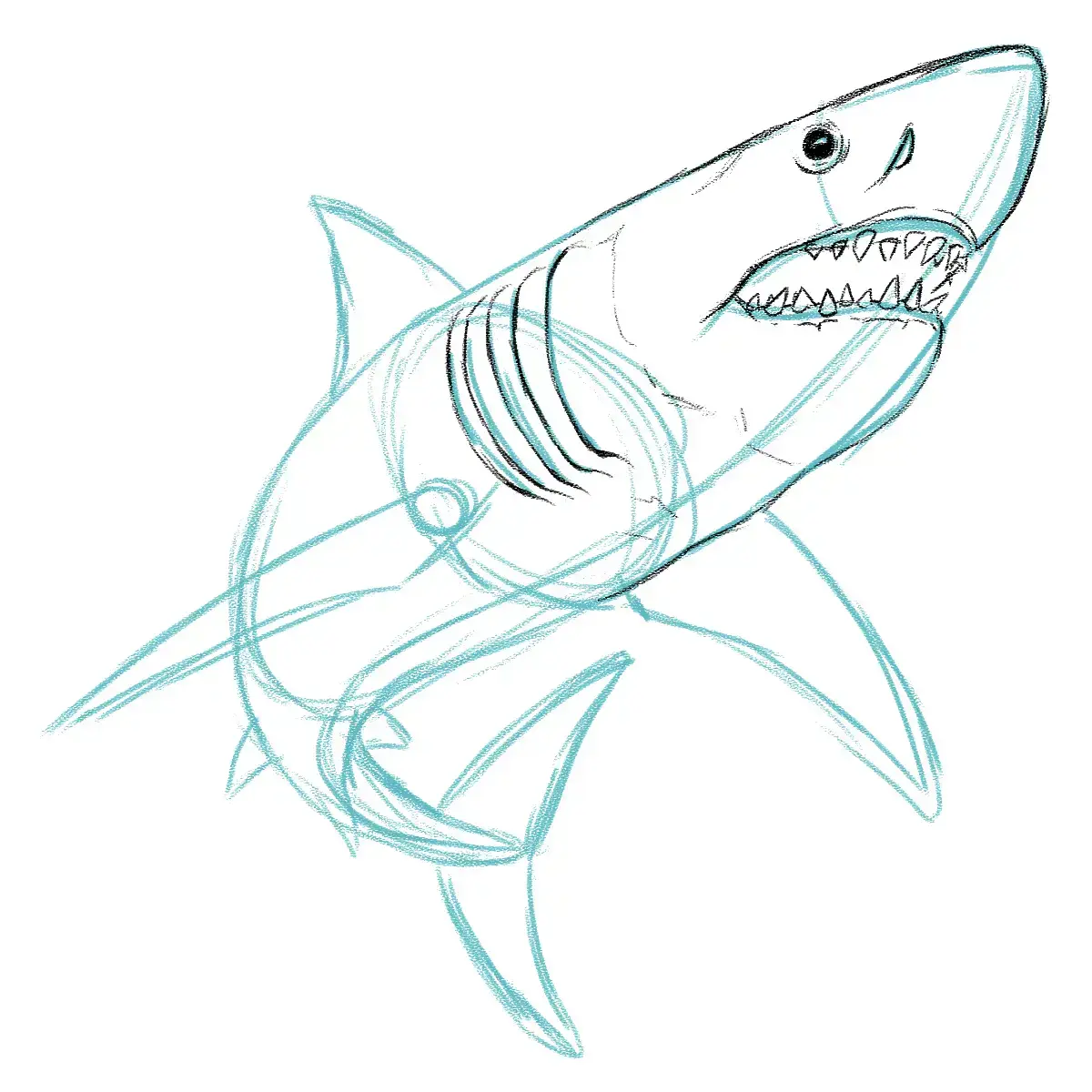 dessiner le volume des branchies d’un requin