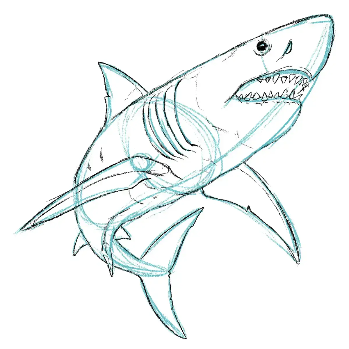 dessiner les volumes d’un requin