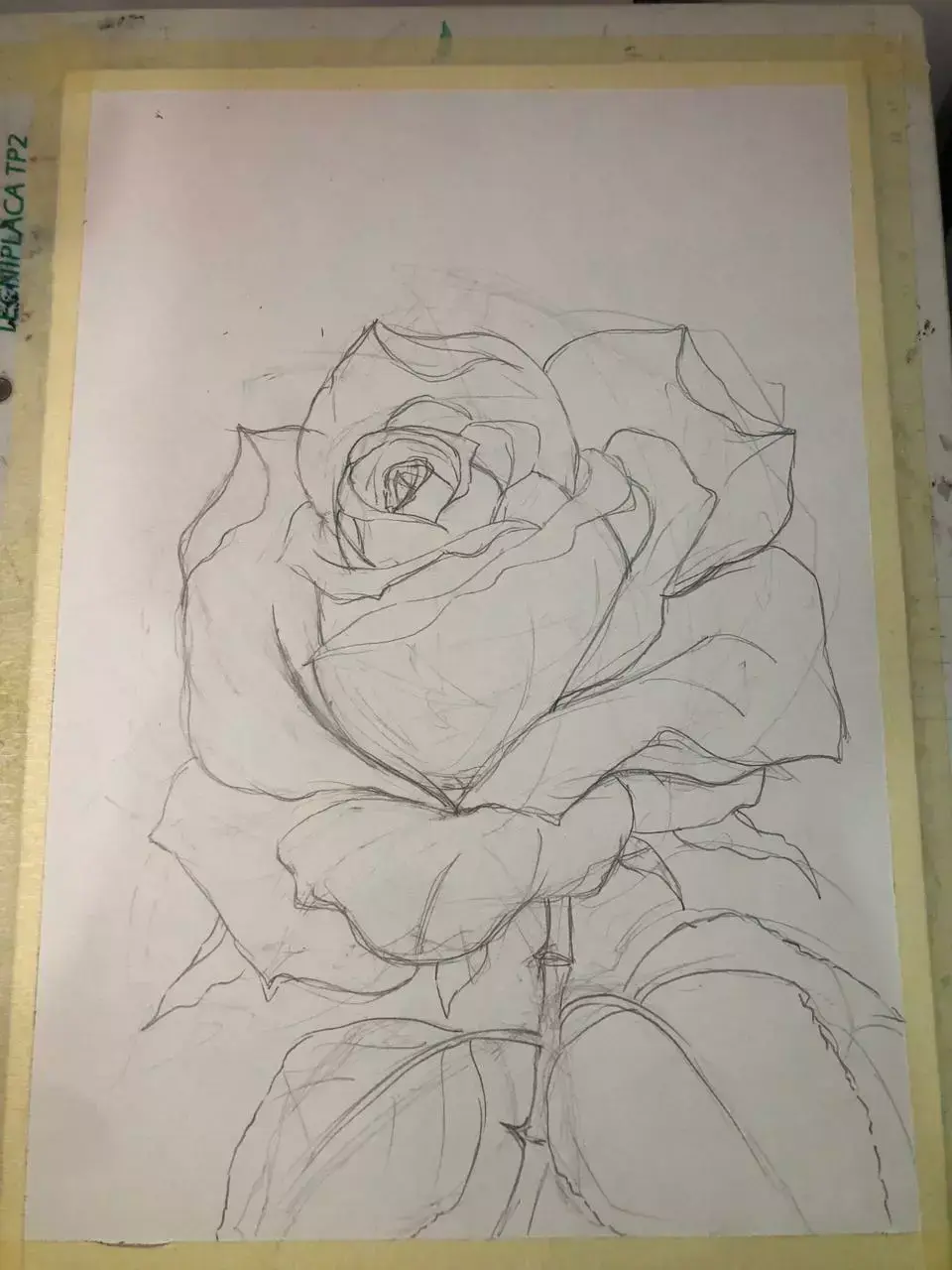 dessiner le croquis d’une rose