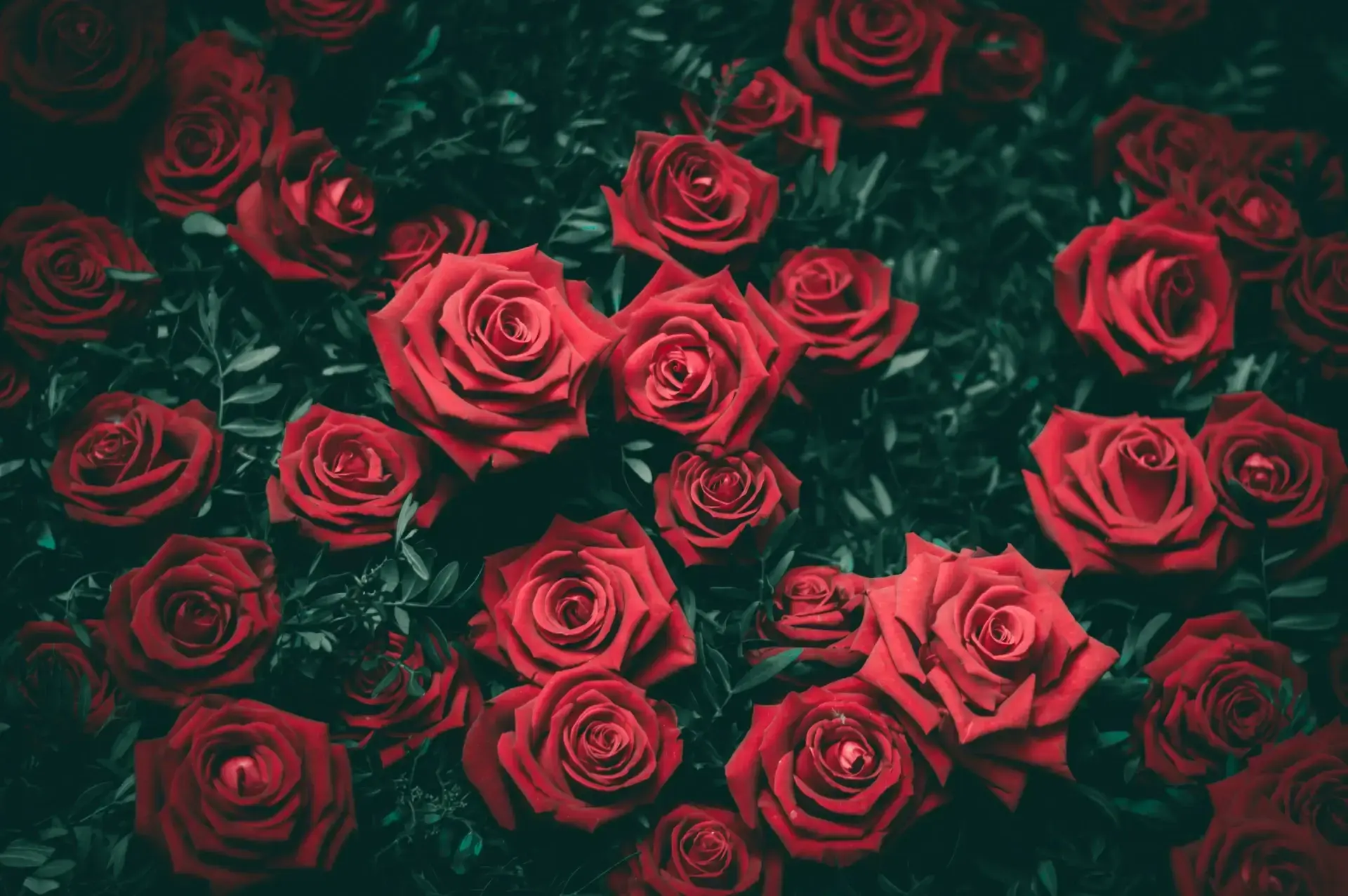 image de roses