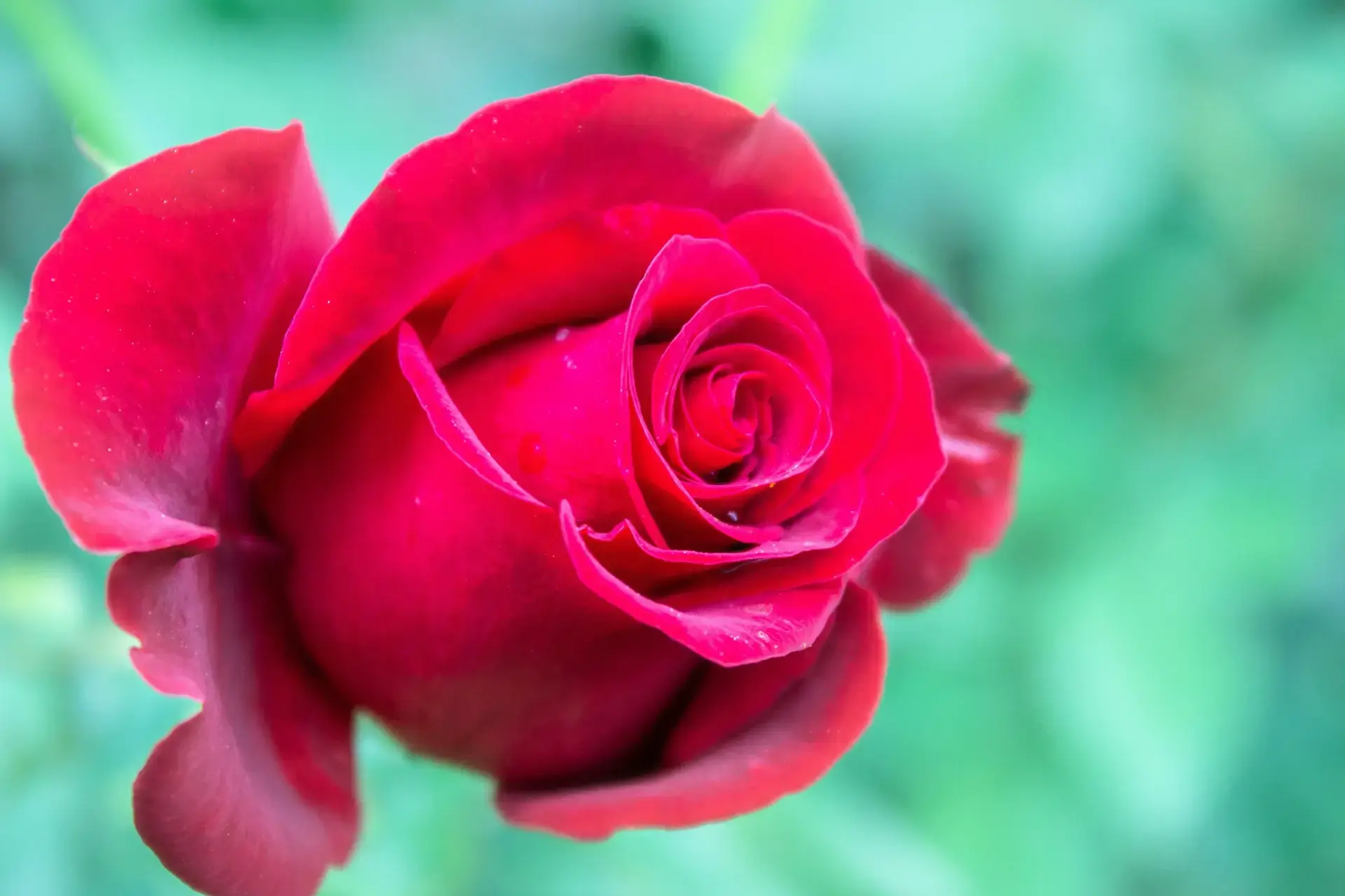photo de la structure d’une rose