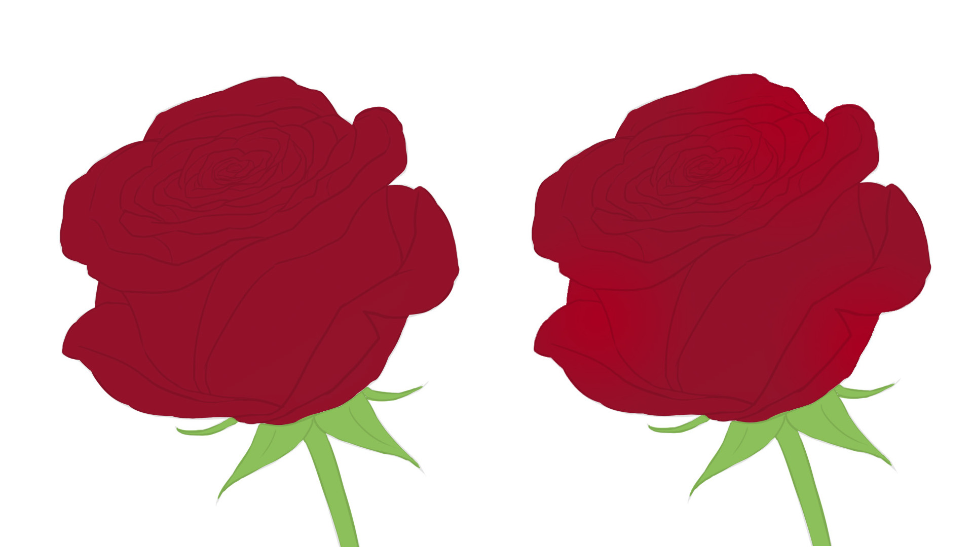 Dessin de la couleur de la rose