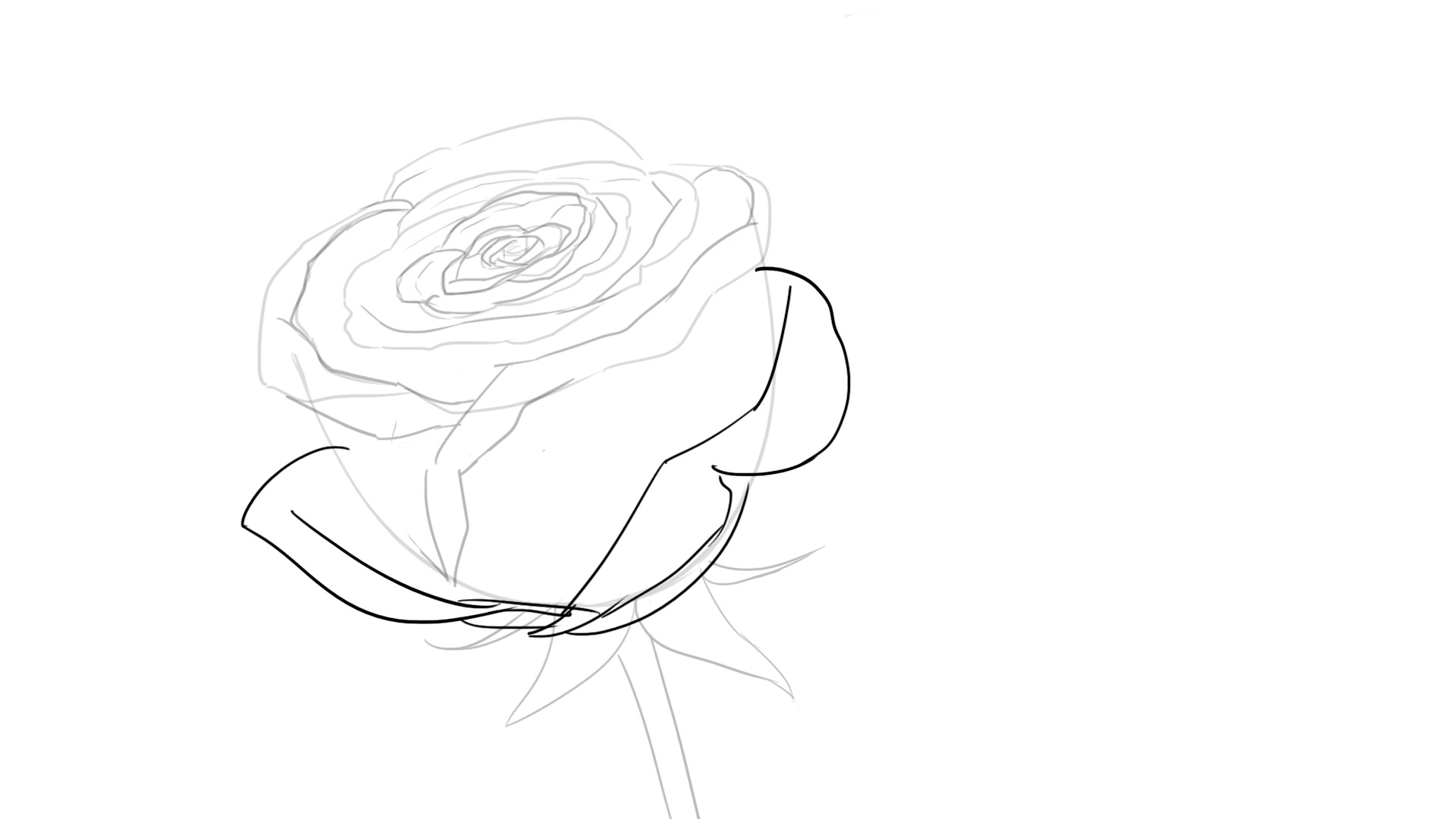 Dessiner la rose, étape 8
