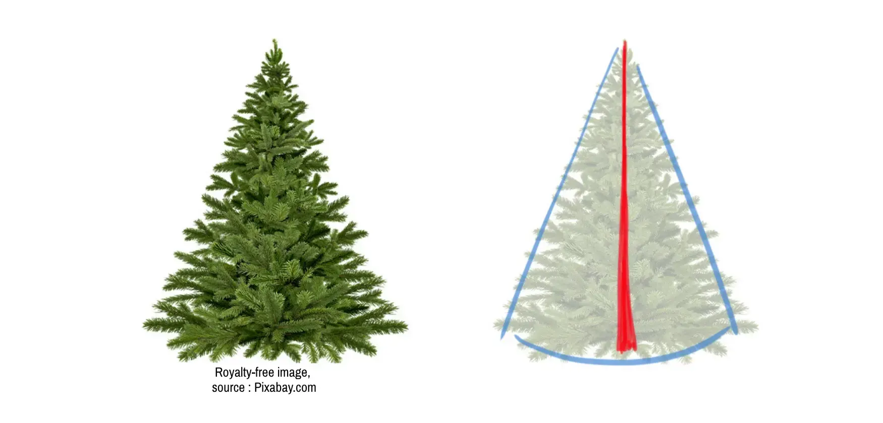 Schematic drawing of the structure of a fir tree