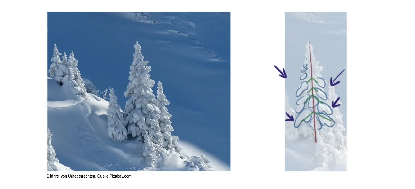 schematische Zeichnung der Struktur einer schneebedeckten Tanne