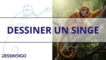 Dessiner un singe