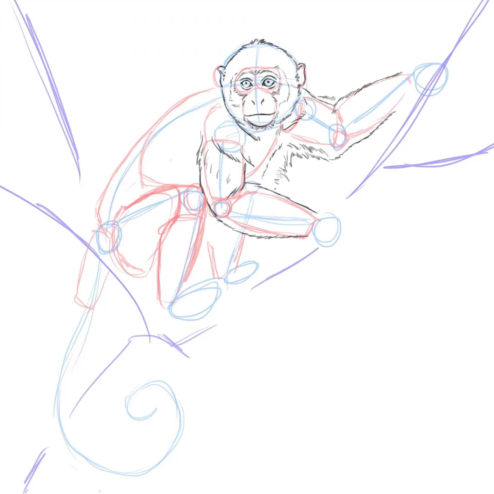 dessiner les bras d’un singe