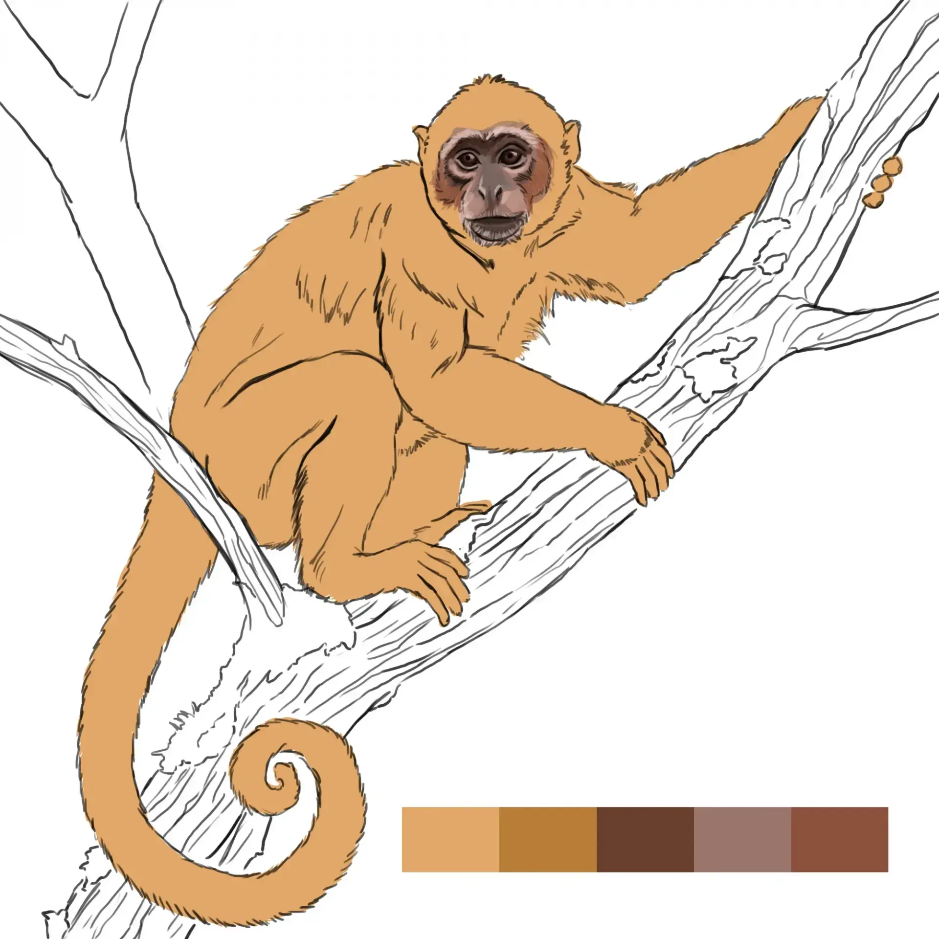 dessiner le nez d’un singe