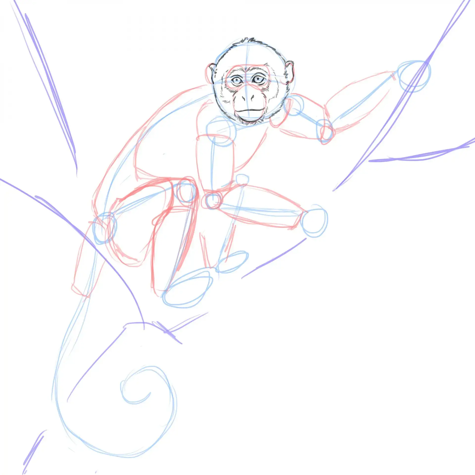 dessiner les oreilles d’un singe