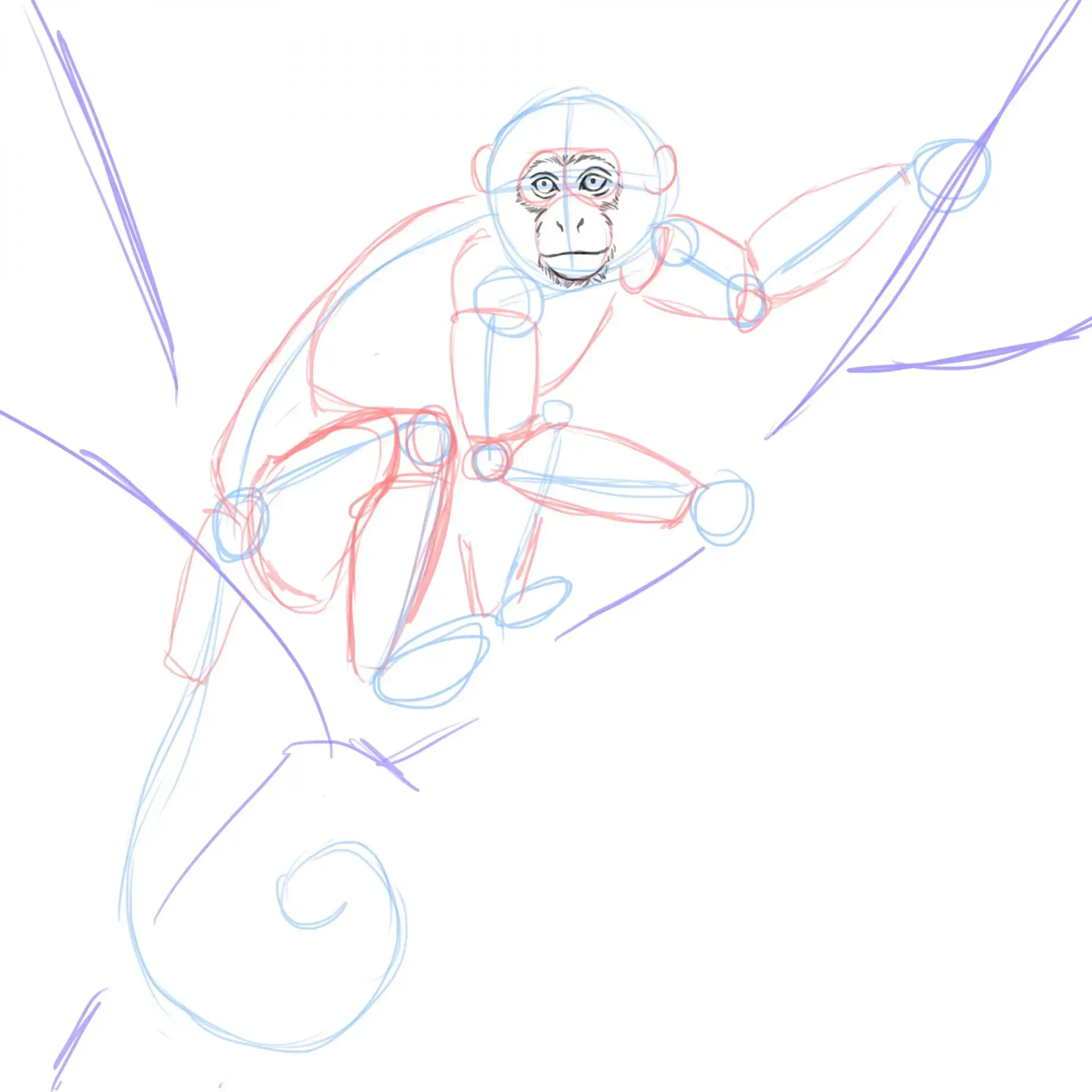 dessiner le visage d’un singe