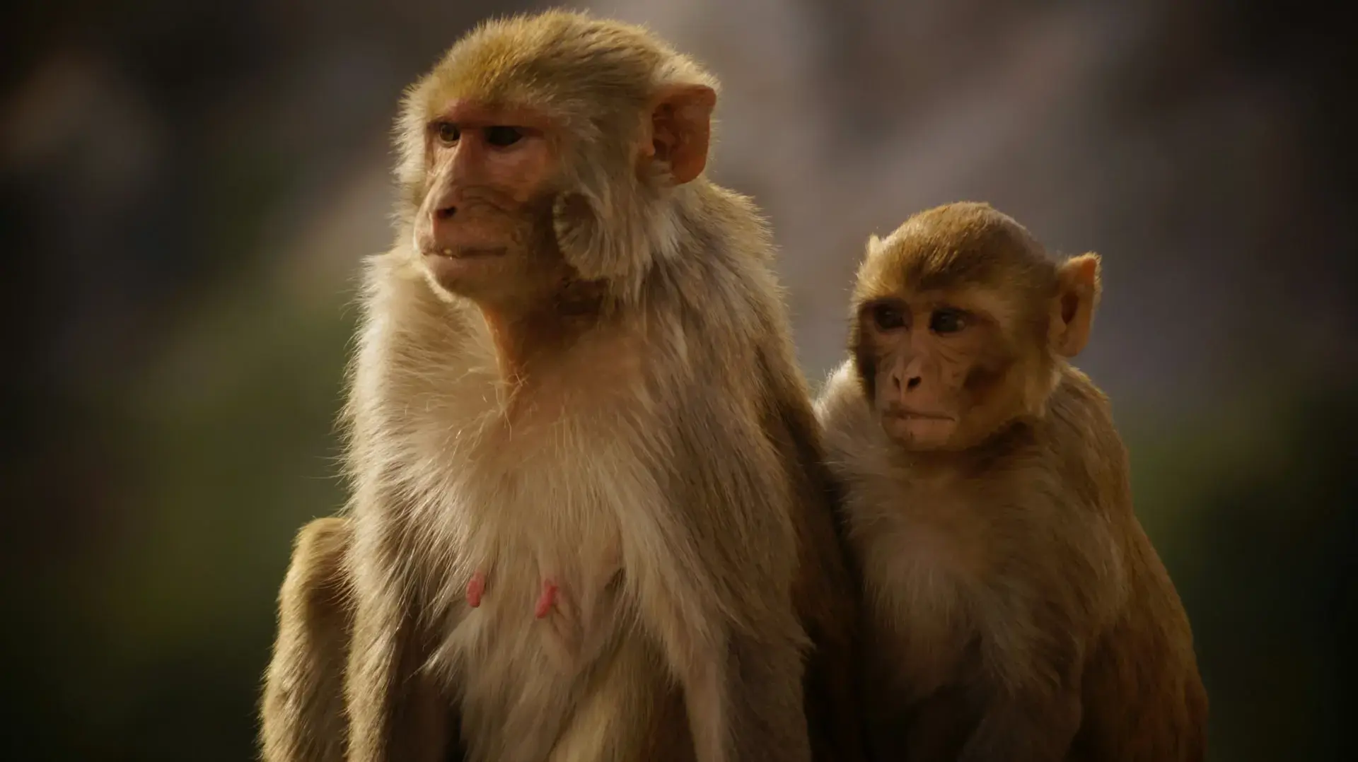 photo de singes