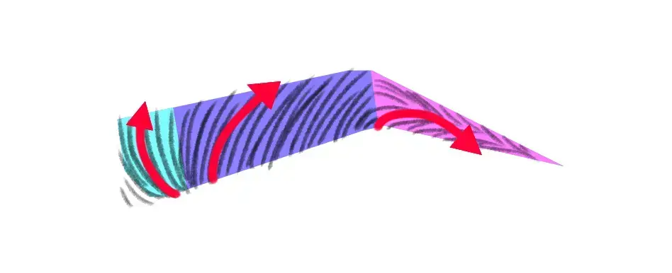 dessin d'un sourcil