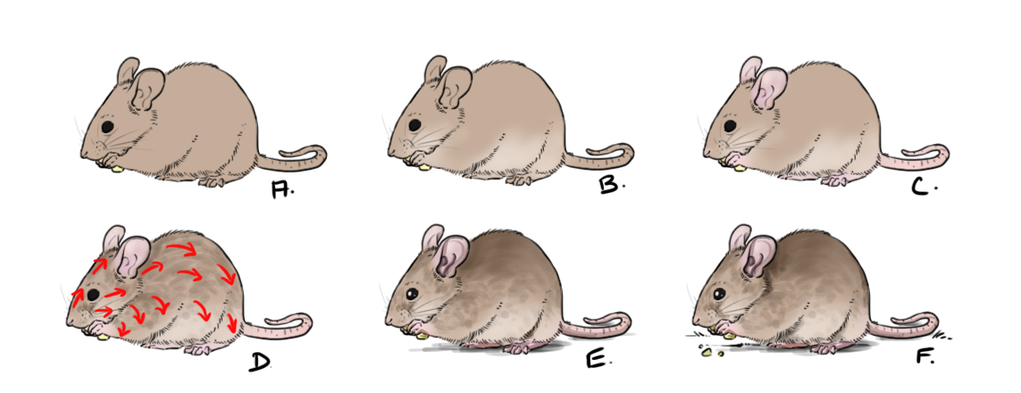 Cómo dibujar un ratón