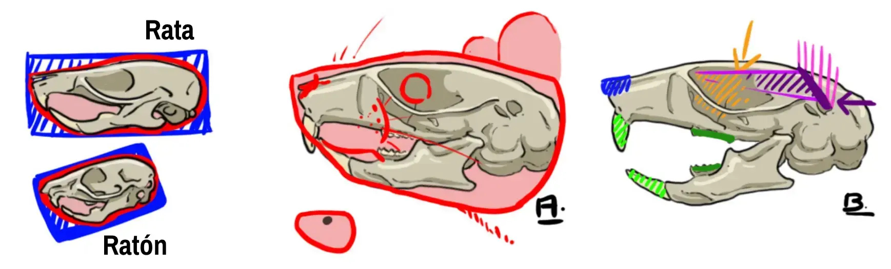 Esquema del cráneo del ratón