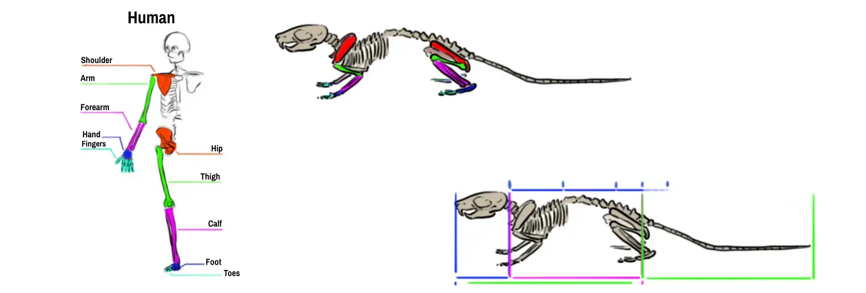 Mouse skeleton