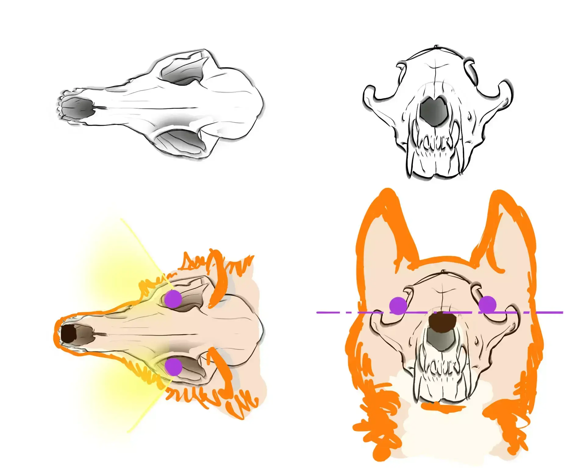 dessiner le crâne d’un renard de face