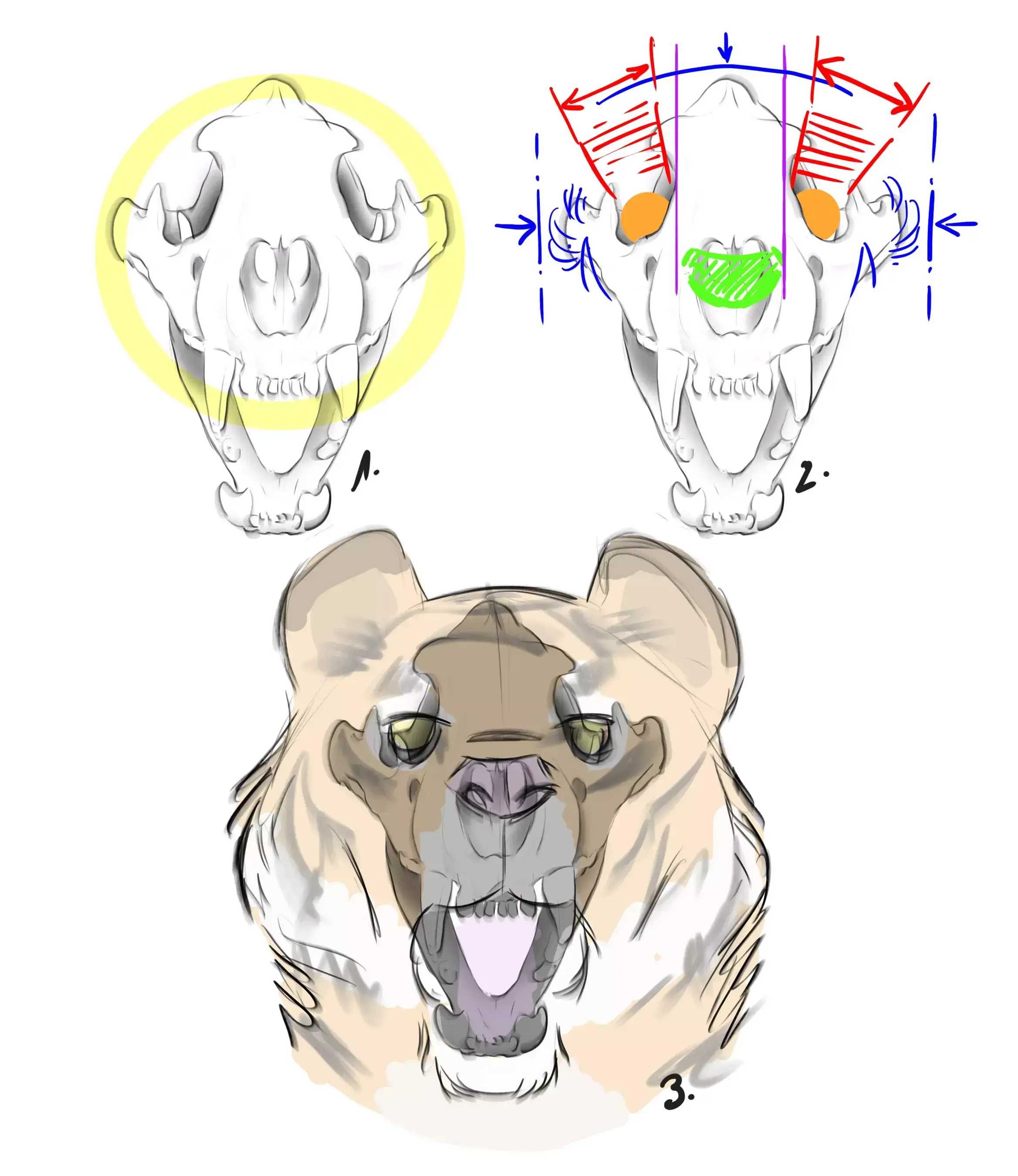 diagram of the front view of the tiger's skull 