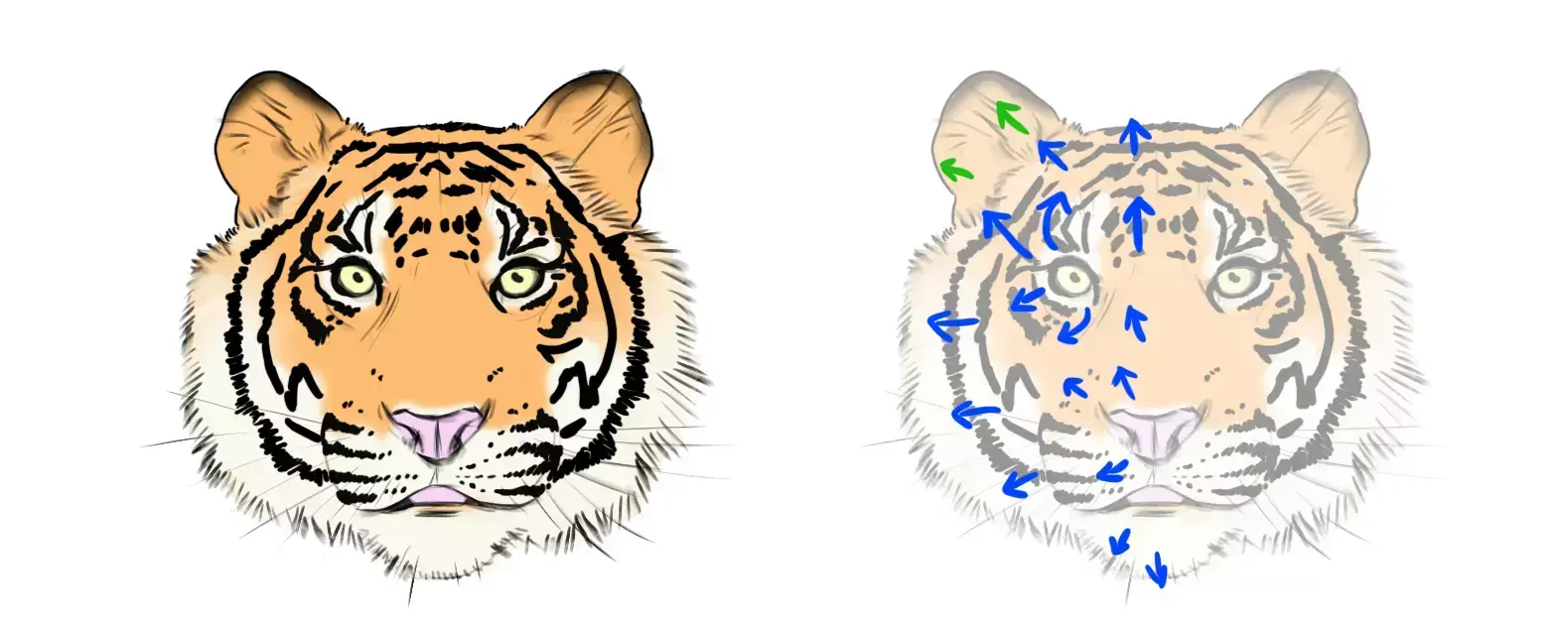 drawing of the direction of the fur on a tiger's head
