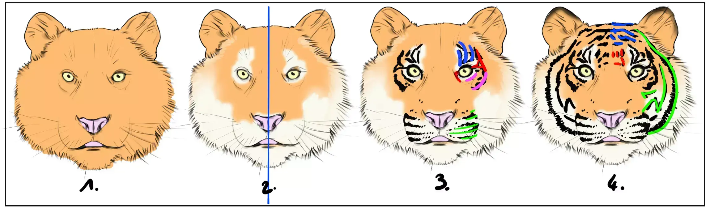 drawing of the fur on a tiger's head
