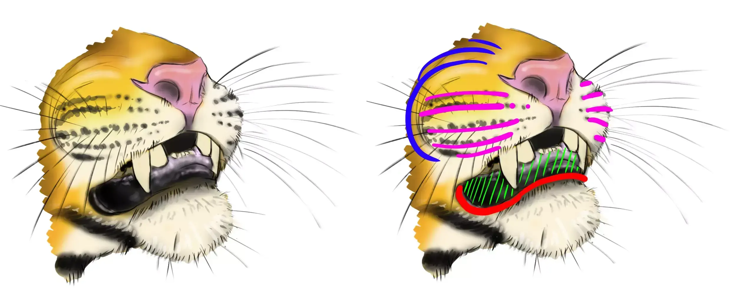 drawing of a tiger's mouth