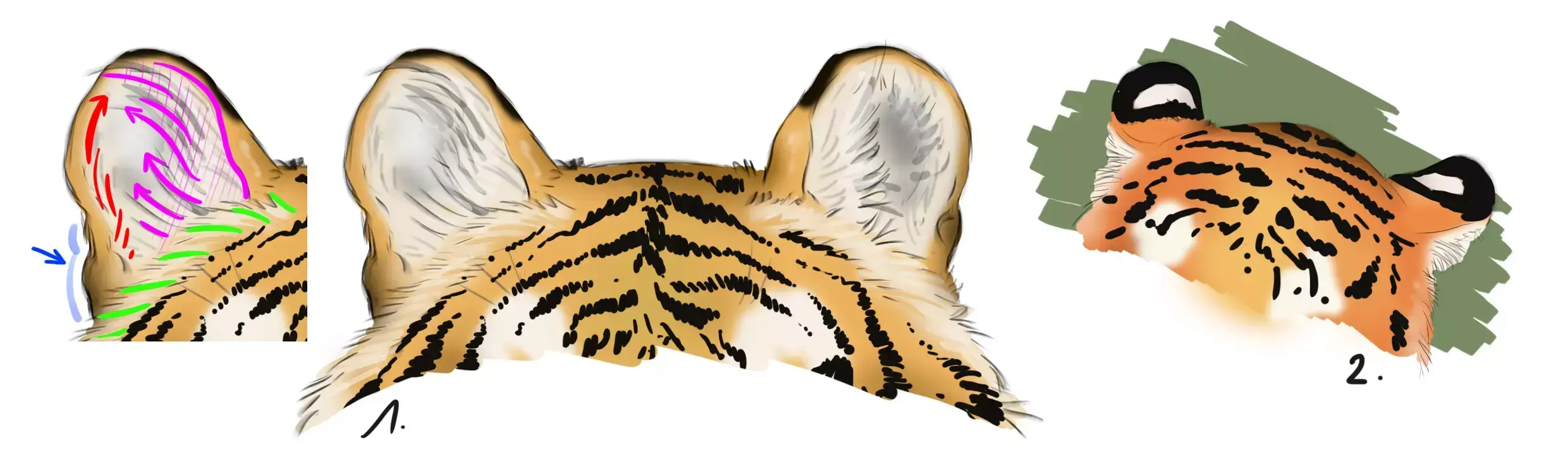 tiger's ears drawing