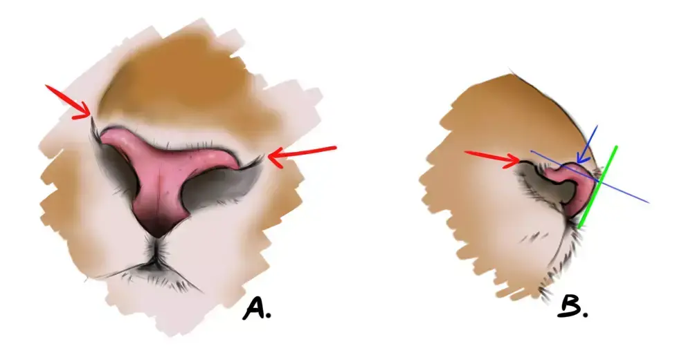 drawing of a tiger's nose