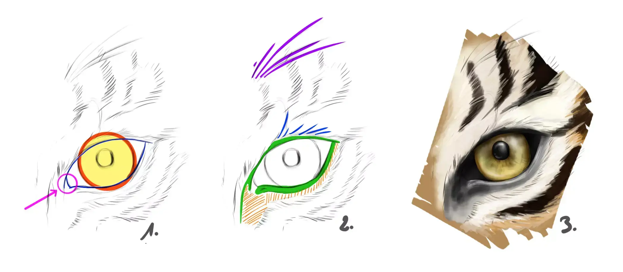 diagram of a tiger's eyes