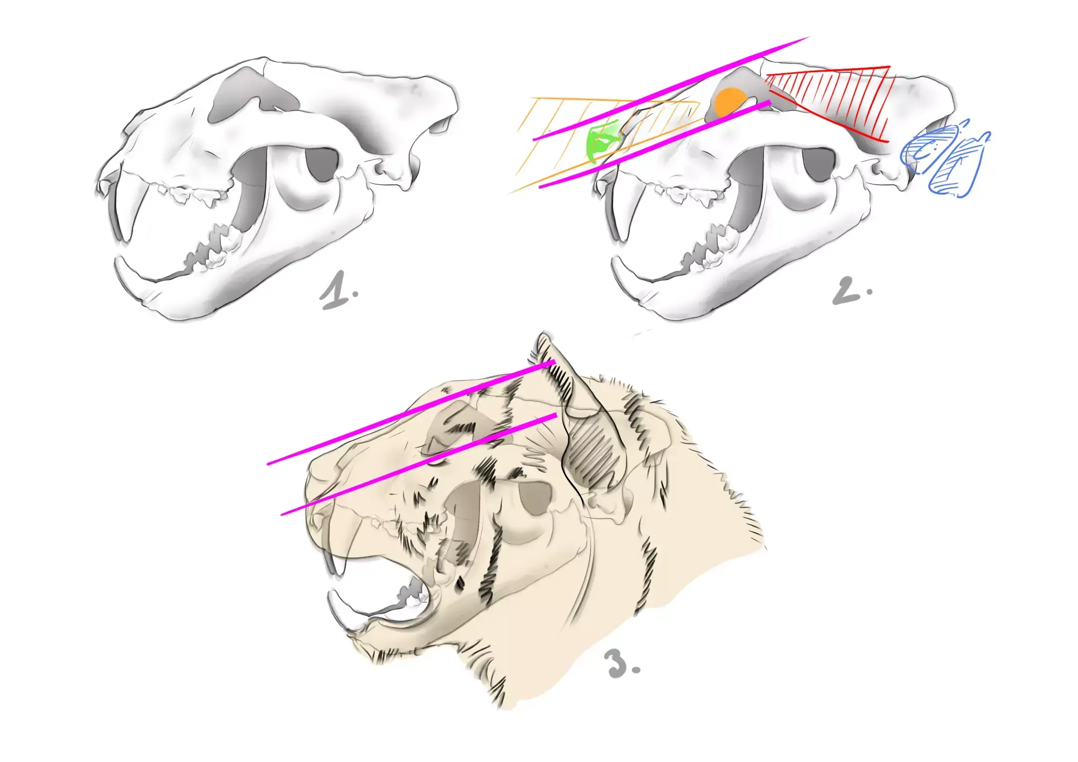 diagram of the skull of a tiger
