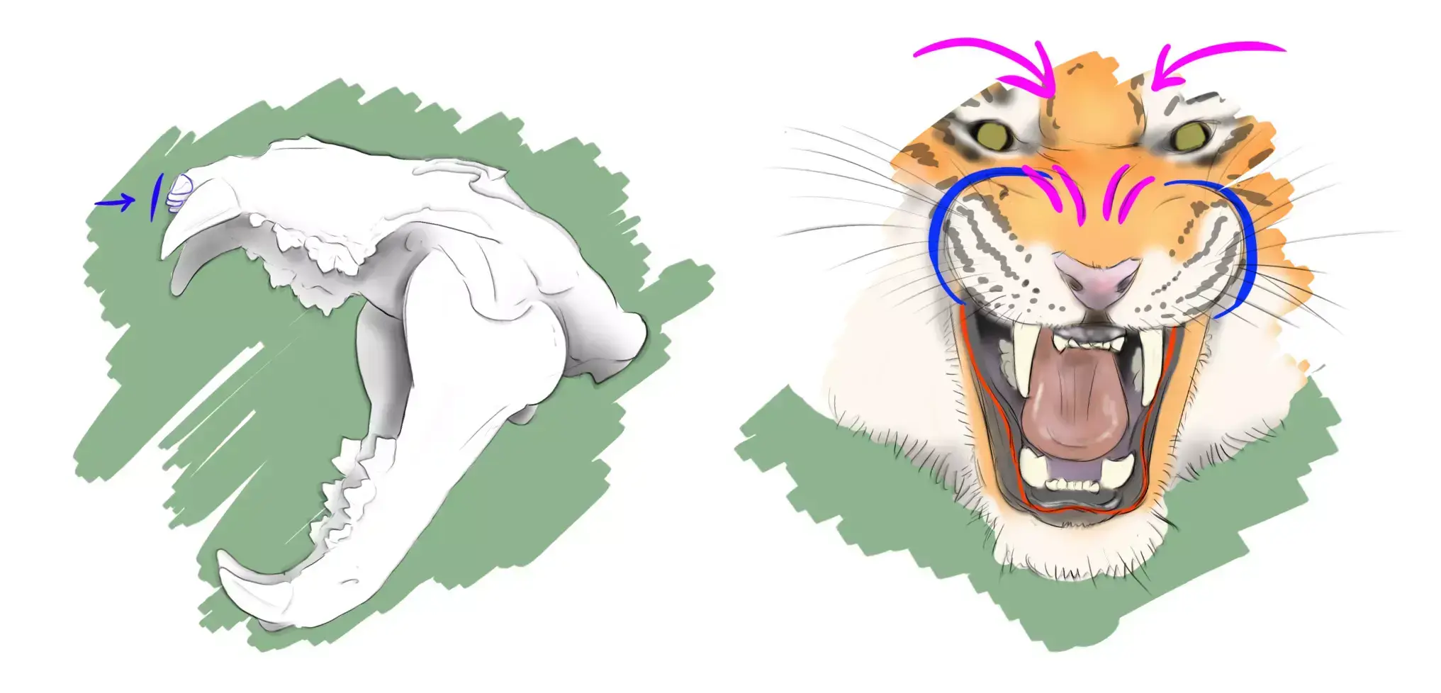 diagram of the fully open mouth of a tiger 