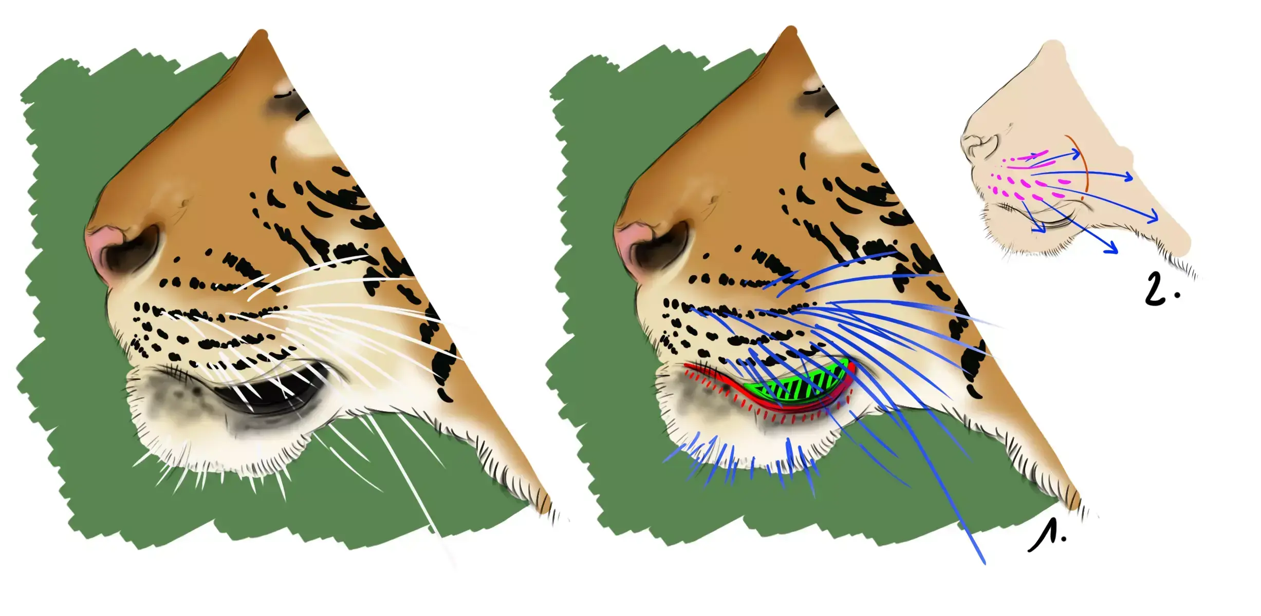 tiger's whiskers pattern