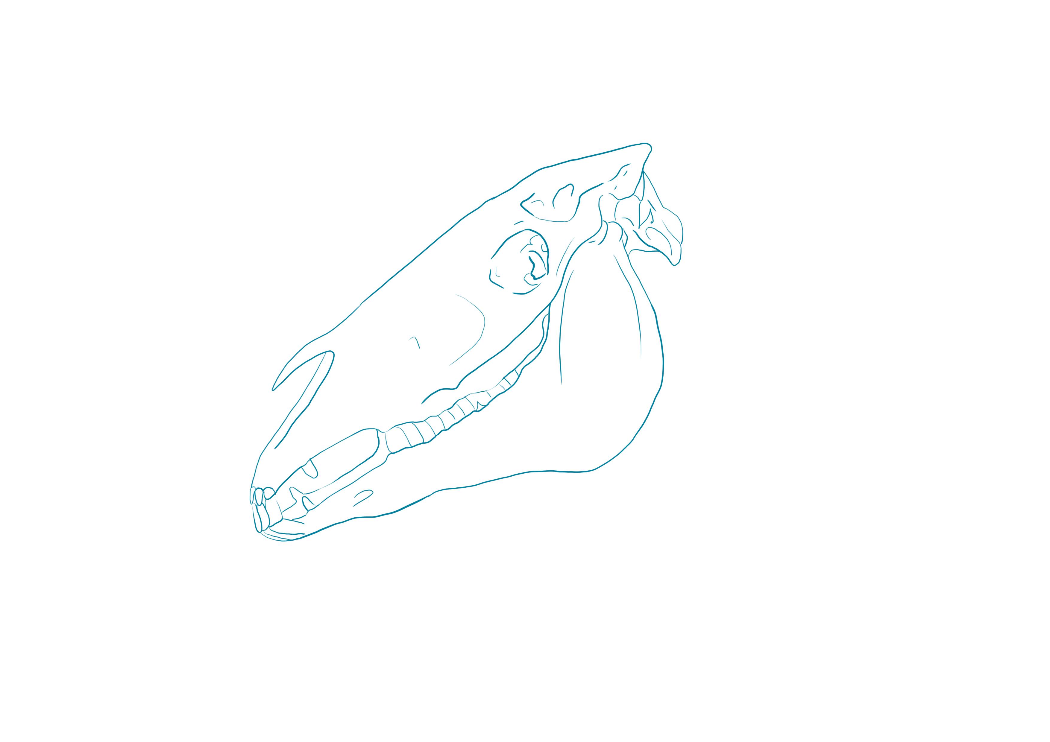 boceto de un cráneo de caballo