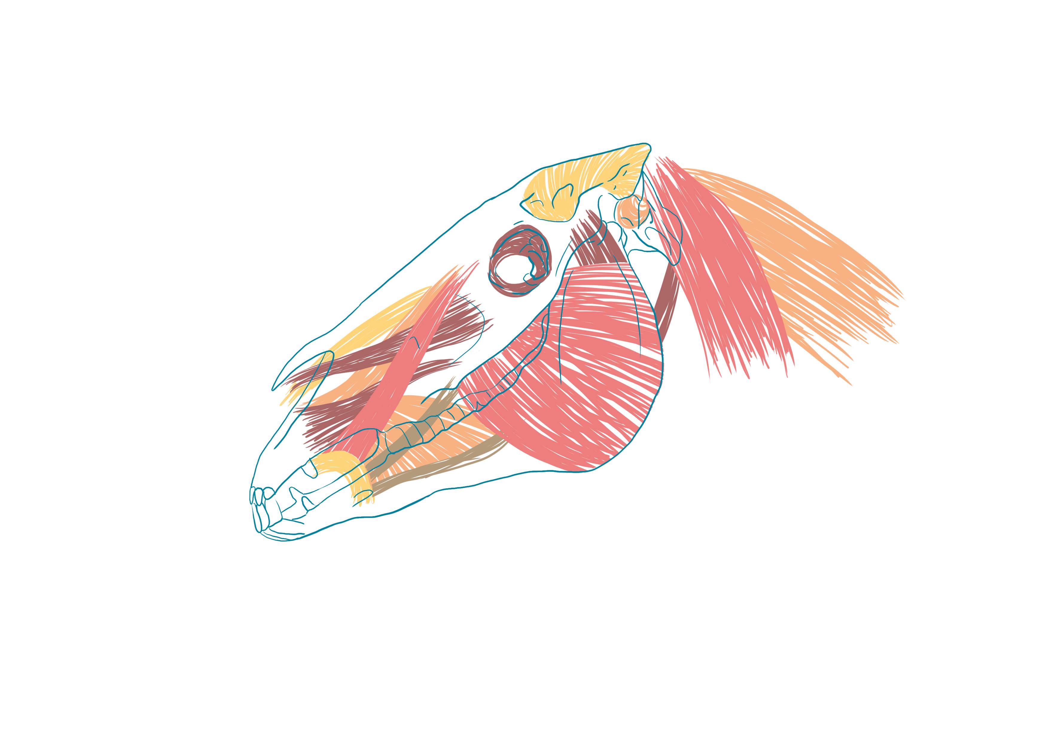 croquis de la mandíbula y las fosas nasales del caballo