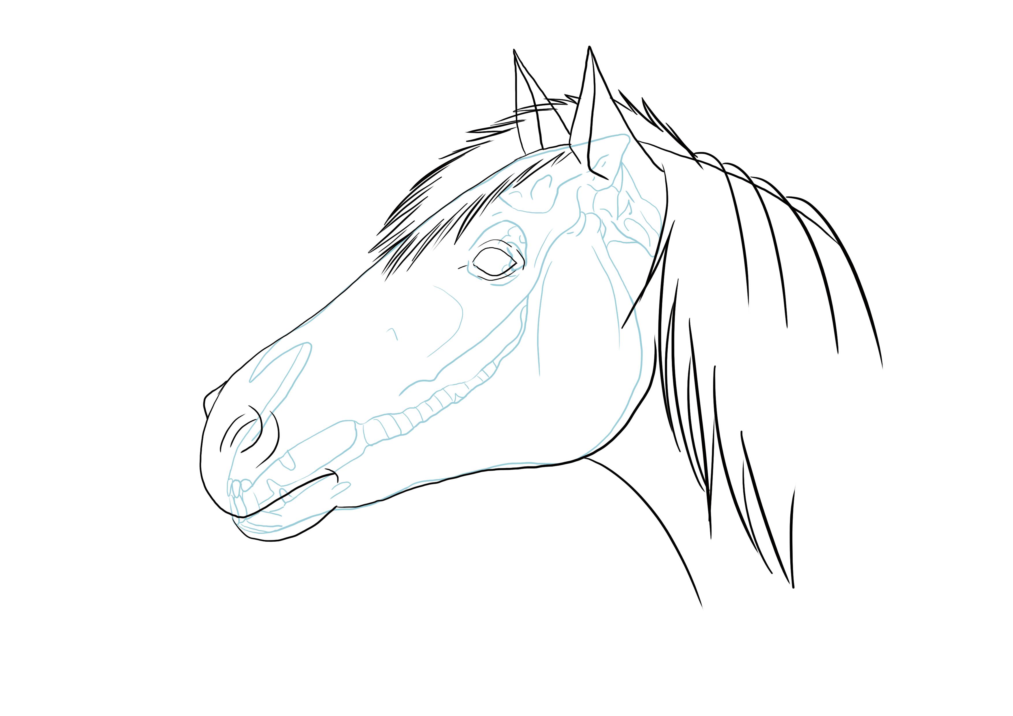 dibujar la crin del caballo