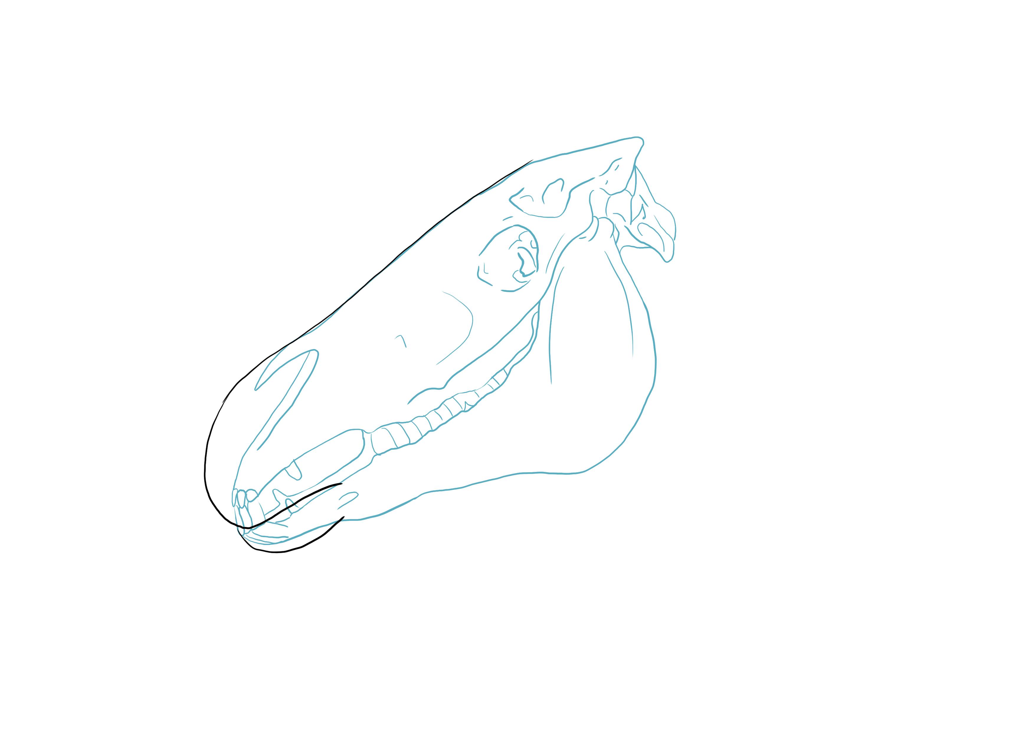 dibujo de la dentadura del caballo