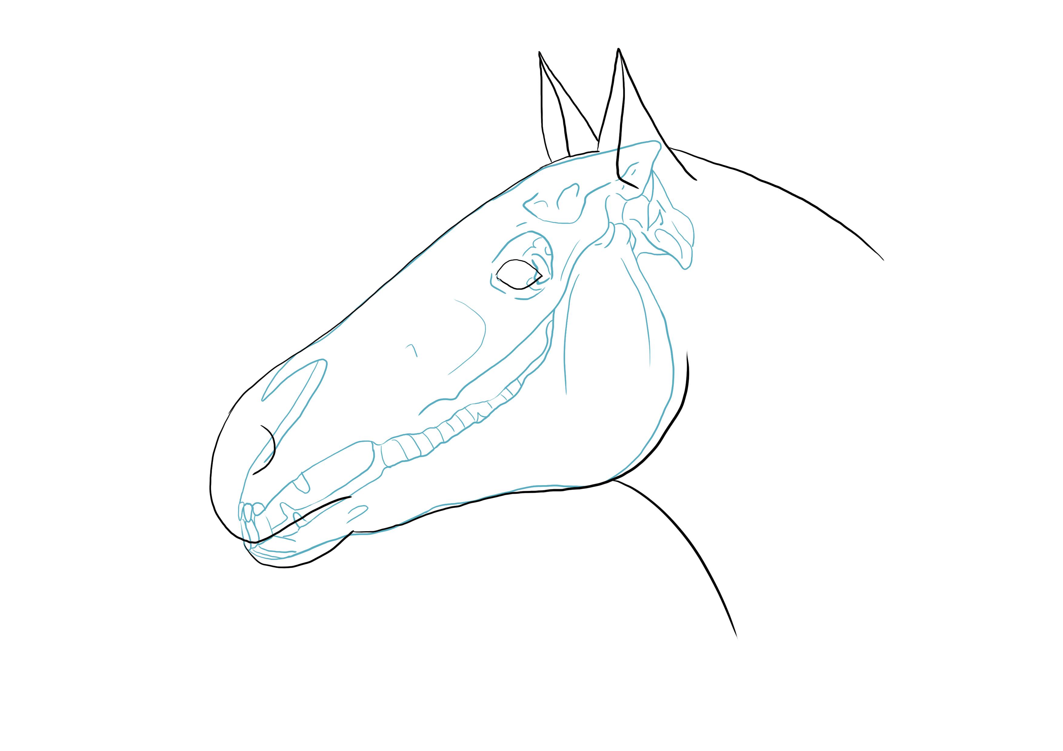 dibujar la nariz y el ojo del caballo