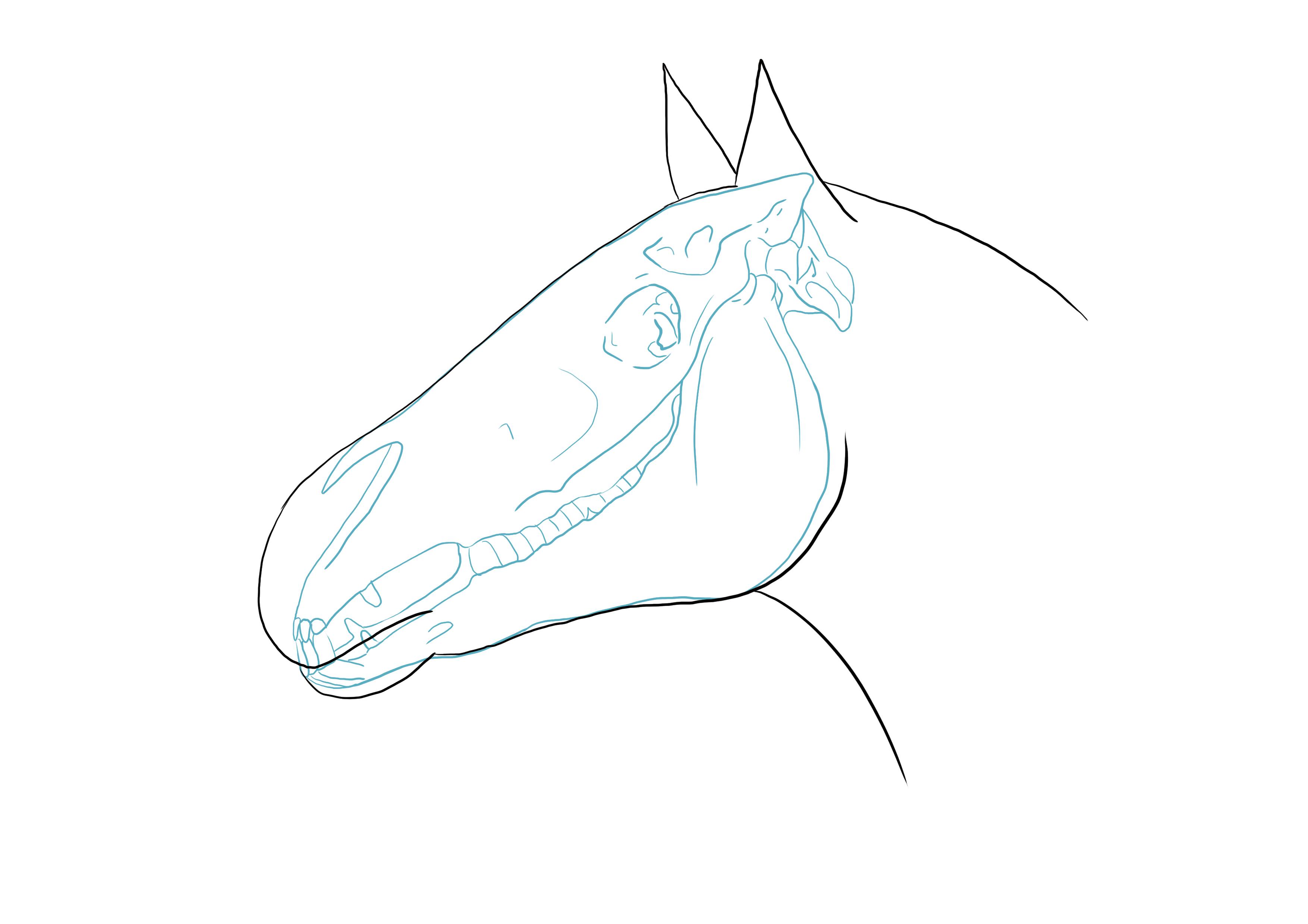 dibujar las orejas del caballo