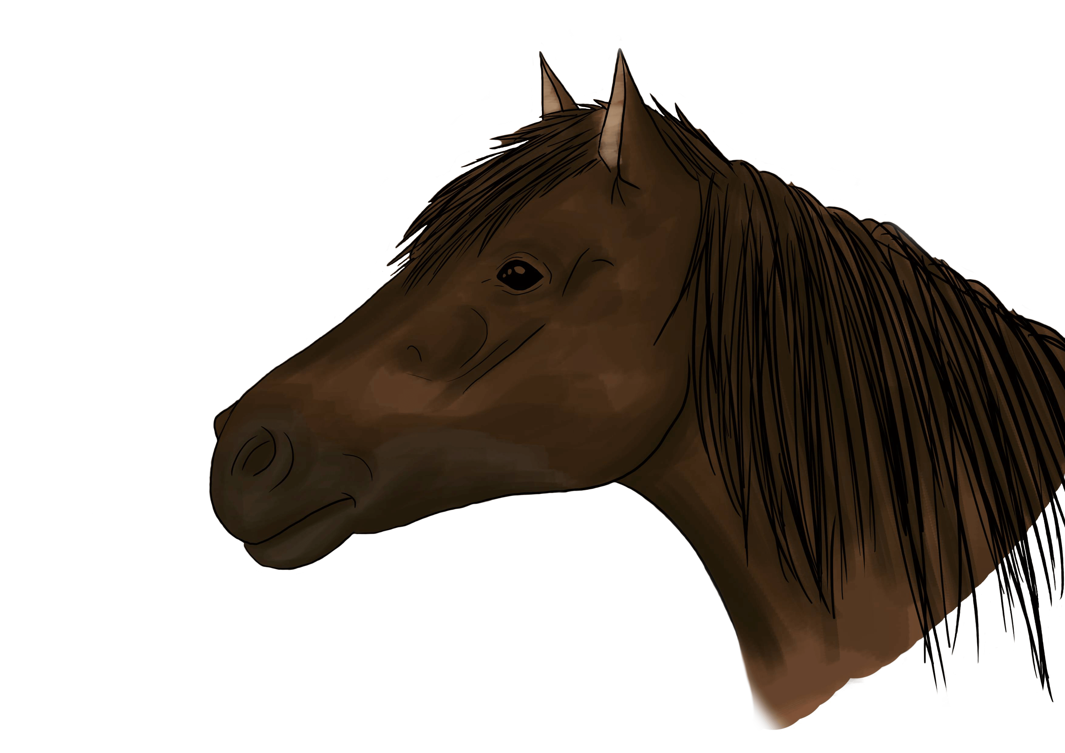 Cómo dibujar una cabeza de caballo