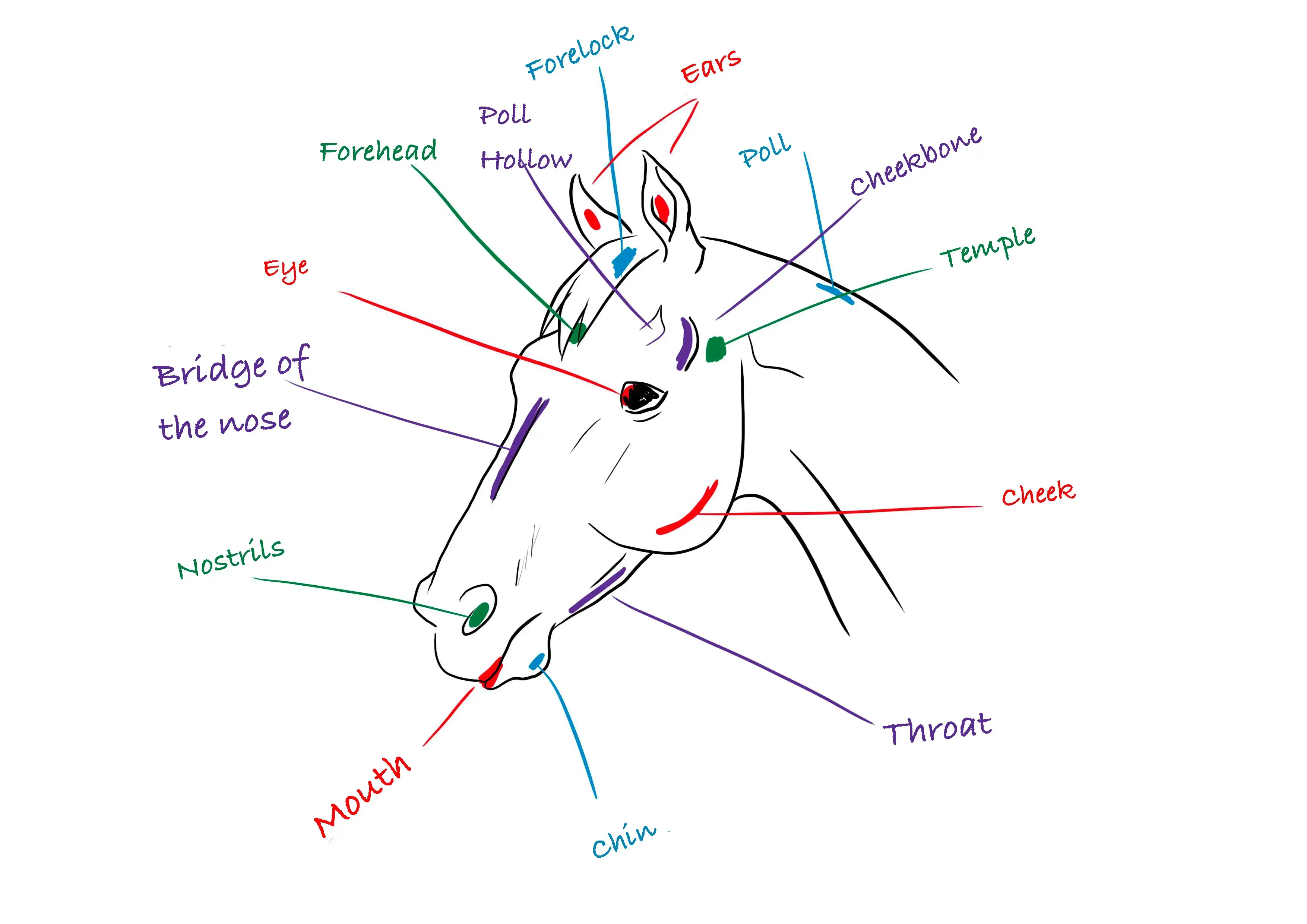 schematic illustration of a horse's head