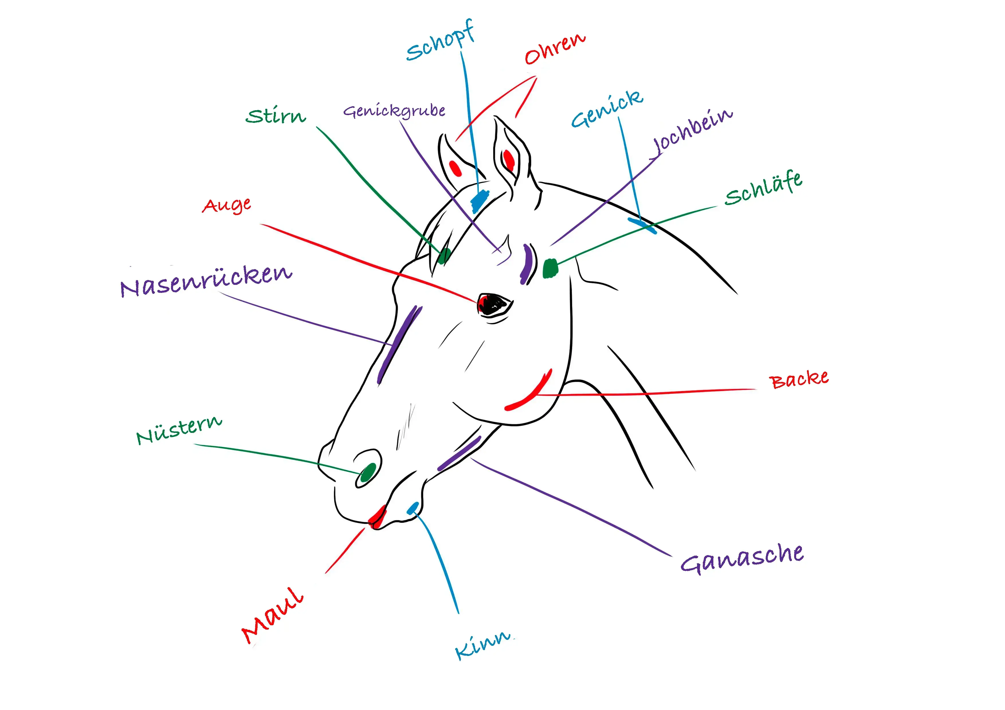 schematische Illustration eines Pferdekopfs