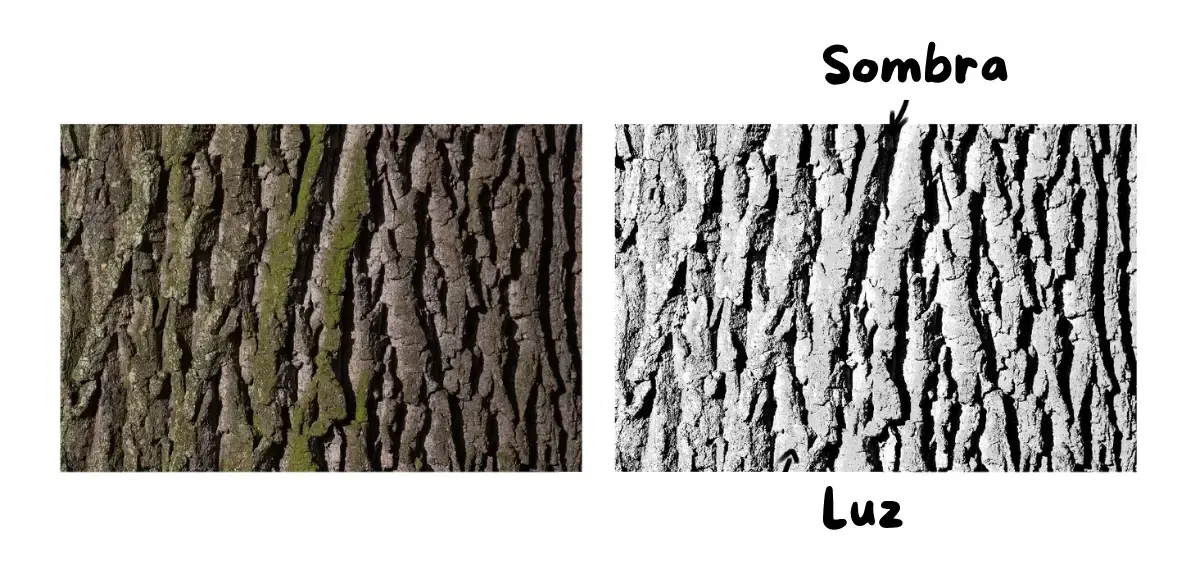la sombra y la luz de una foto de árbol para entender su textura
