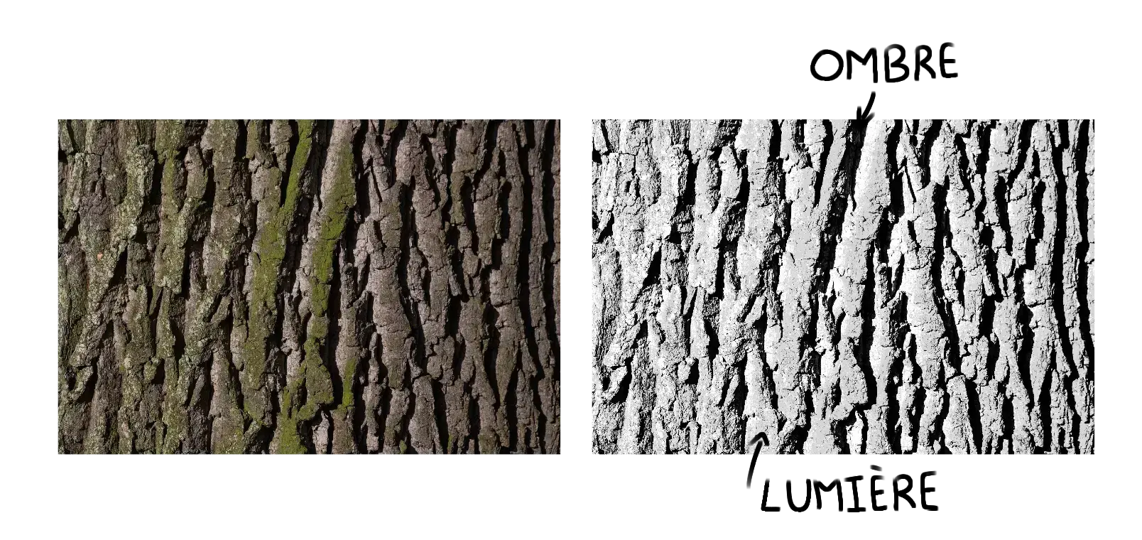 l’ombre et la lumière d’une photo d’arbre pour comprendre sa texture