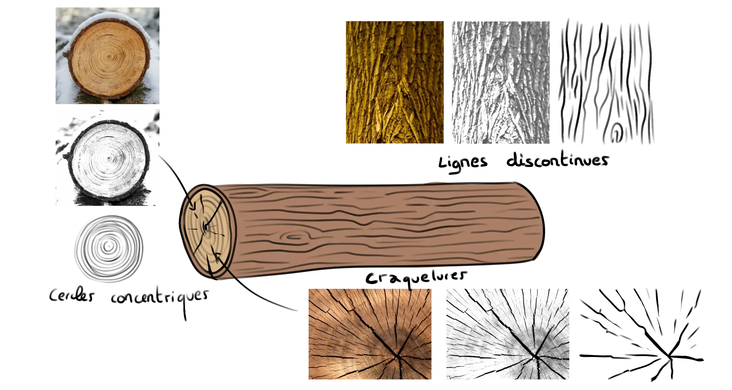 schéma d’un rondin de bois pour dessiner sa texture